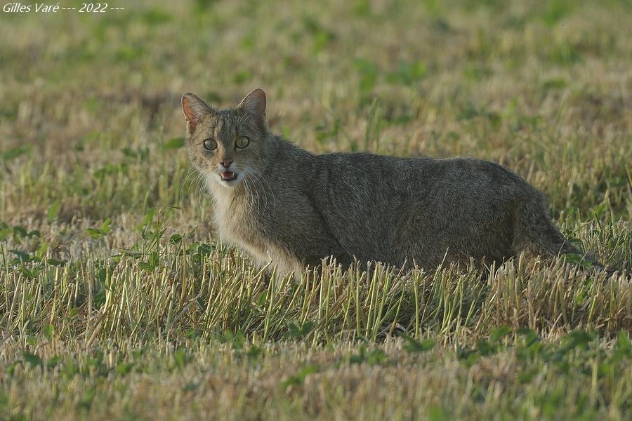 Chat sauvage