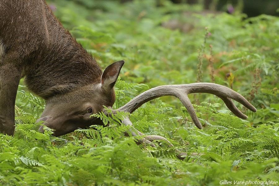 Cerf élaphe