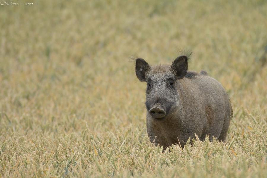 Sanglier