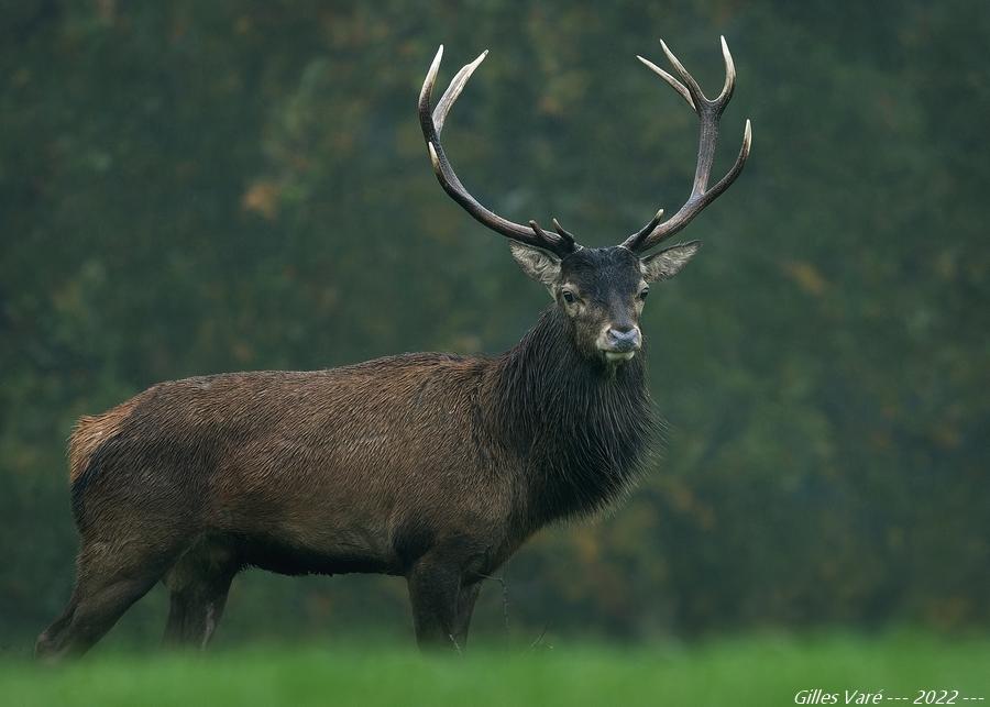 Cerf élaphe