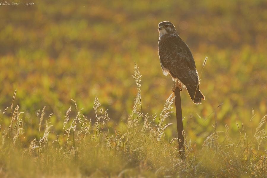 Buse variable