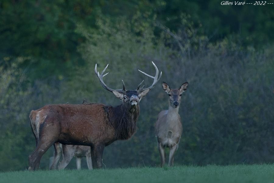 Cerf élaphe