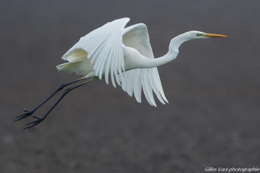 Grande aigrette