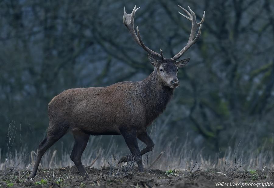 Cerf élaphe