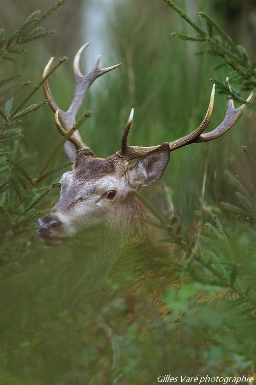 Cerf élaphe