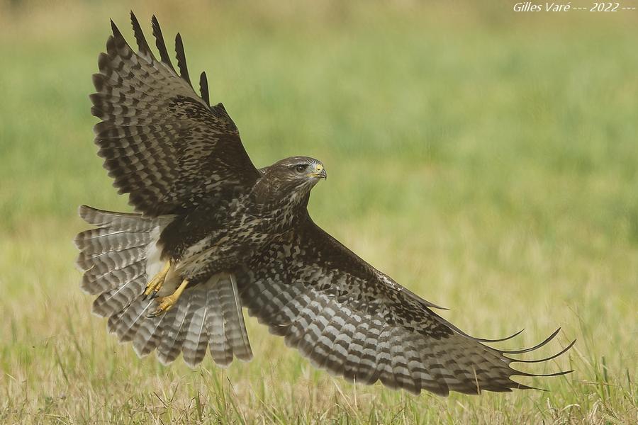 Buse variable