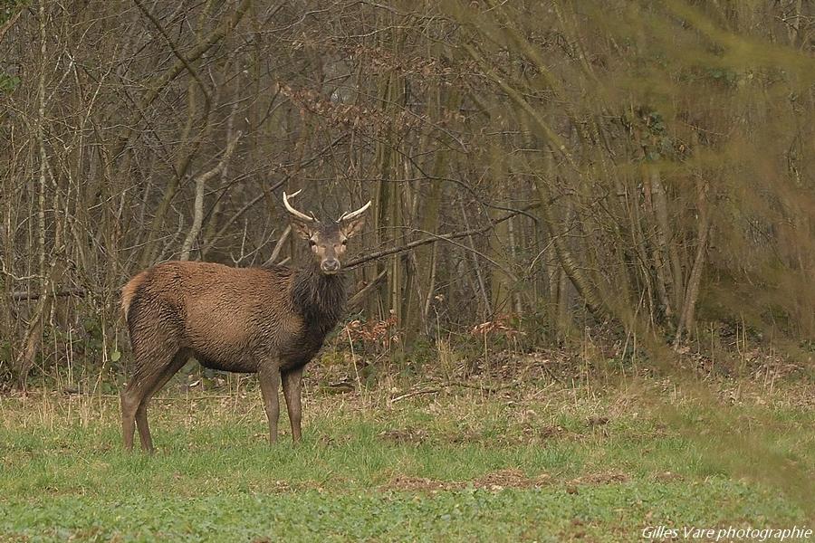 Cerf élaphe