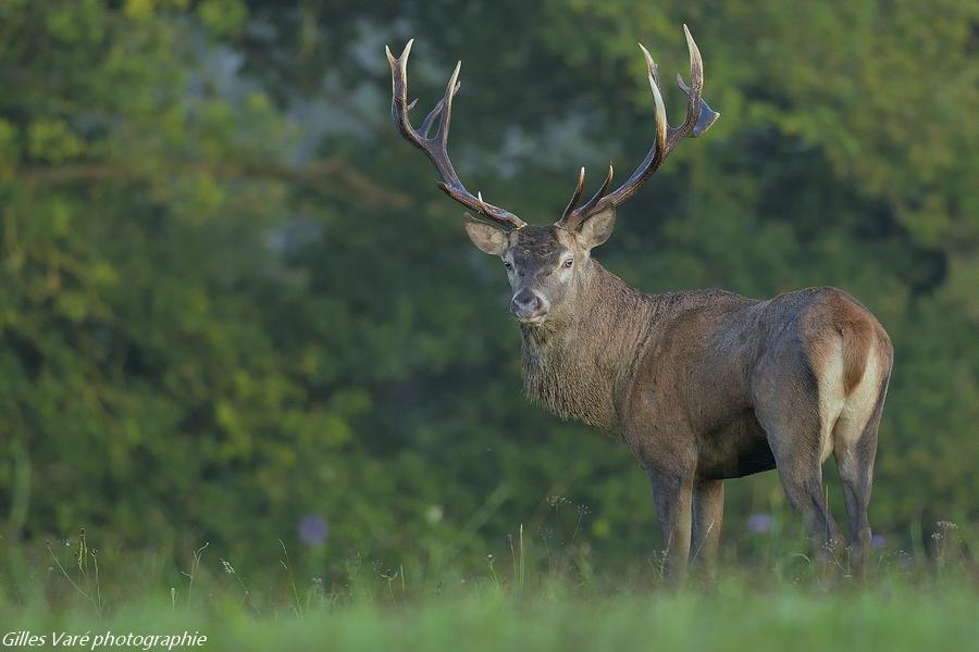 Cerf élaphe