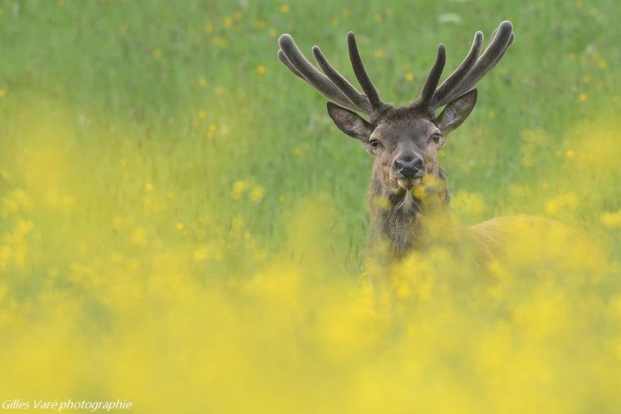 Cerf élaphe