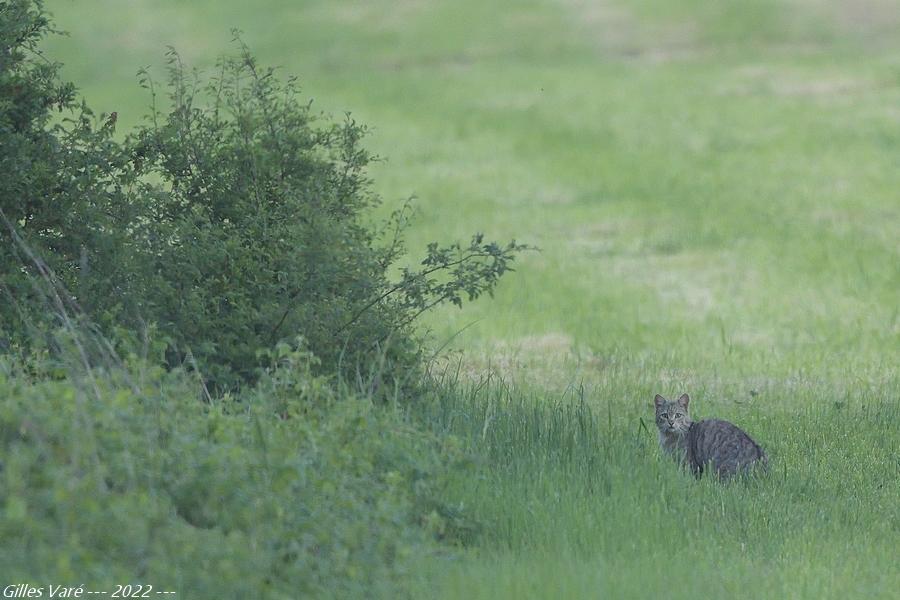 Chat sauvage