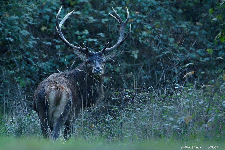 Cerf élaphe