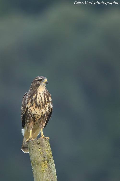 Buse variable