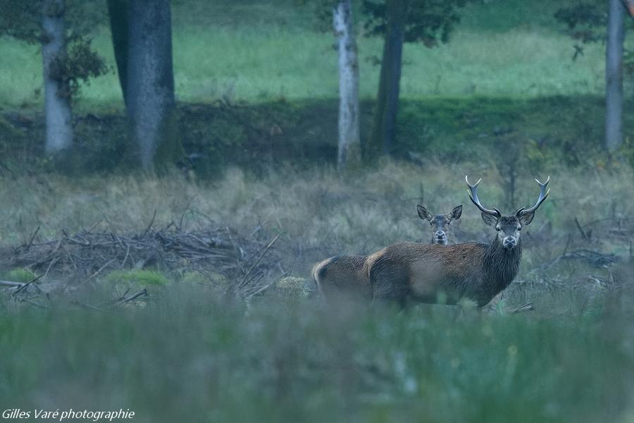 Cerf élaphe