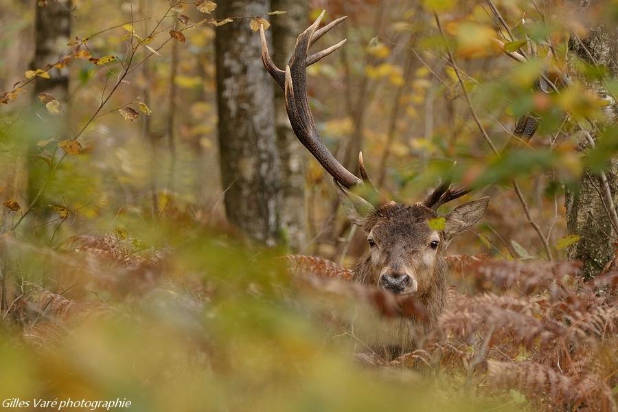 Cerf élaphe