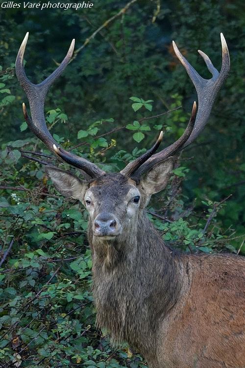 Cerf élaphe