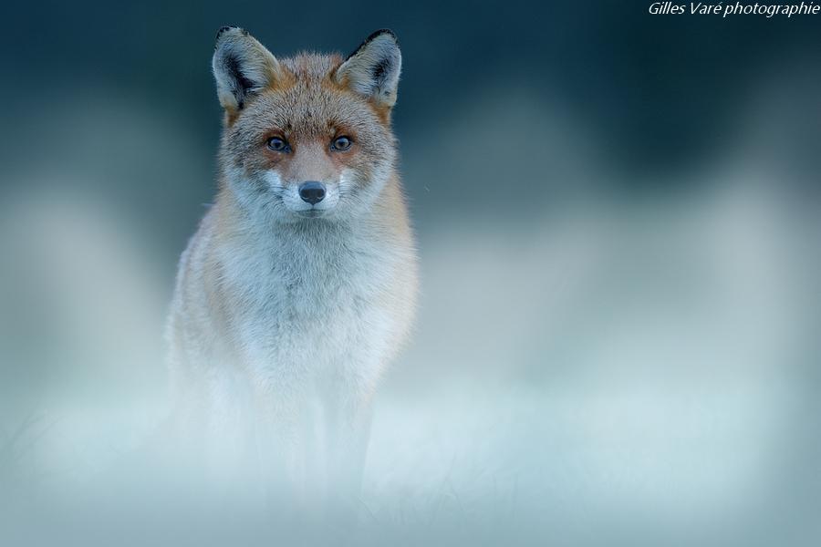 Renard roux