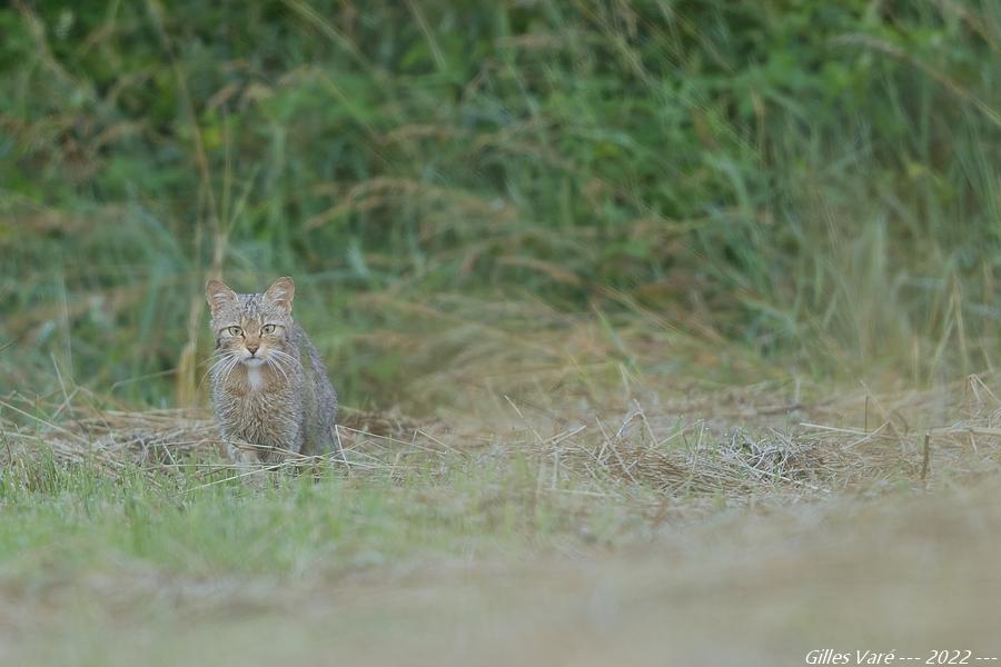 Chat forestier