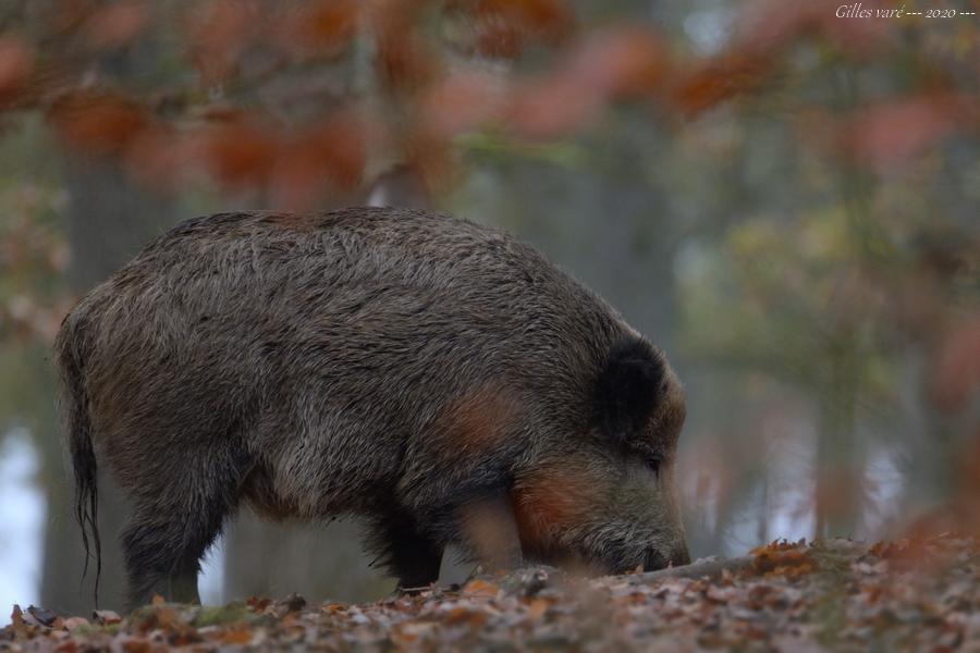 Sanglier