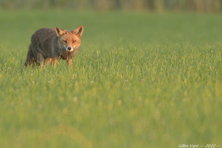 Renard roux