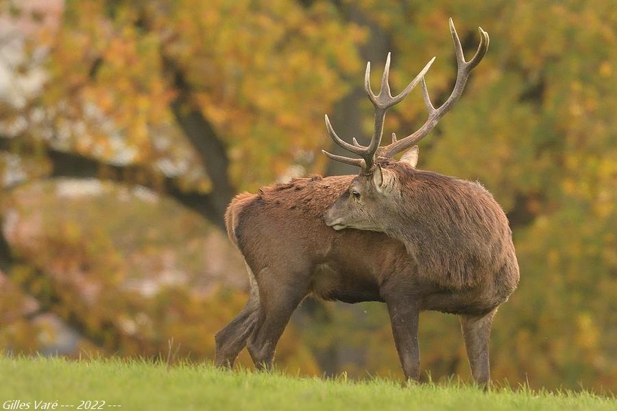 Cerf élaphe