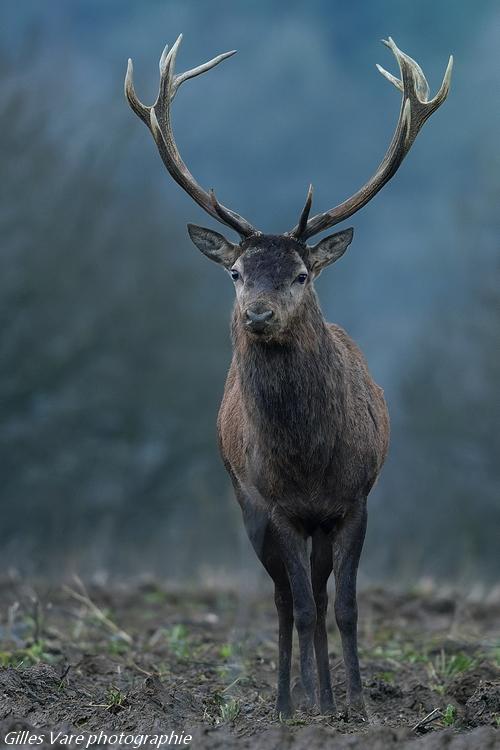 Cerf élaphe