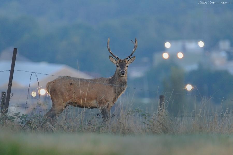 Cerf élaphe