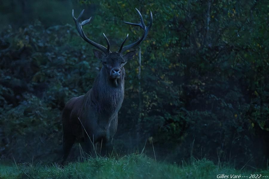 Cerf élaphe