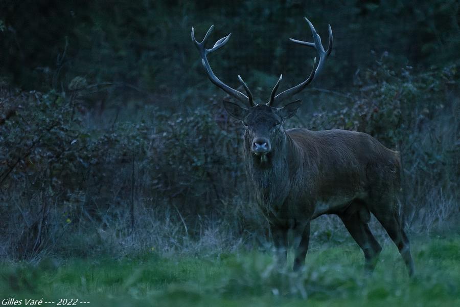 Cerf élaphe