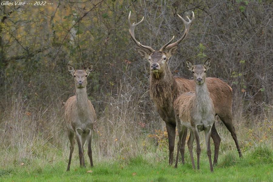 Cerf élaphe