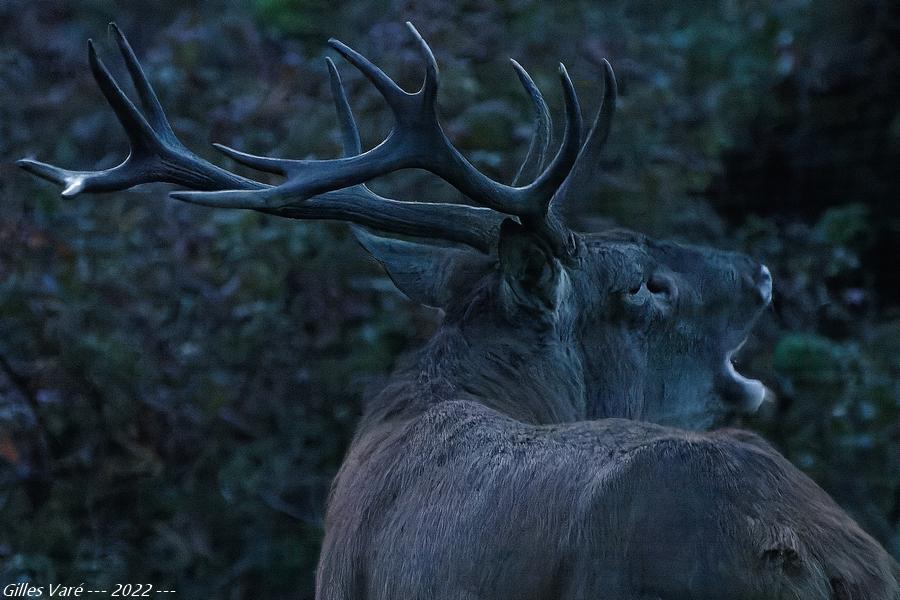 Cerf élaphe