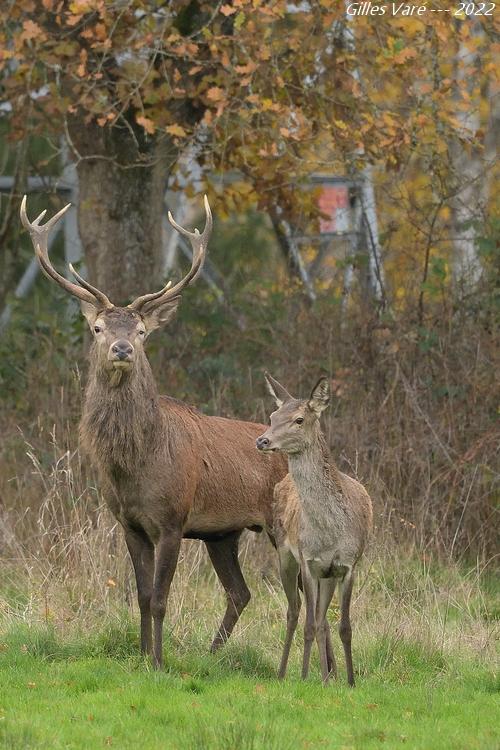 Cerf élaphe