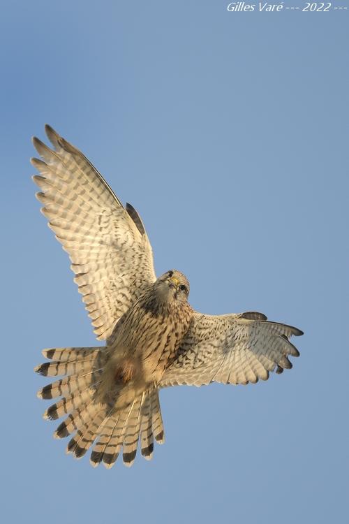 Faucon crécerelle