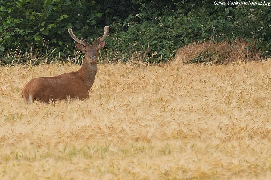 Cerf élaphe