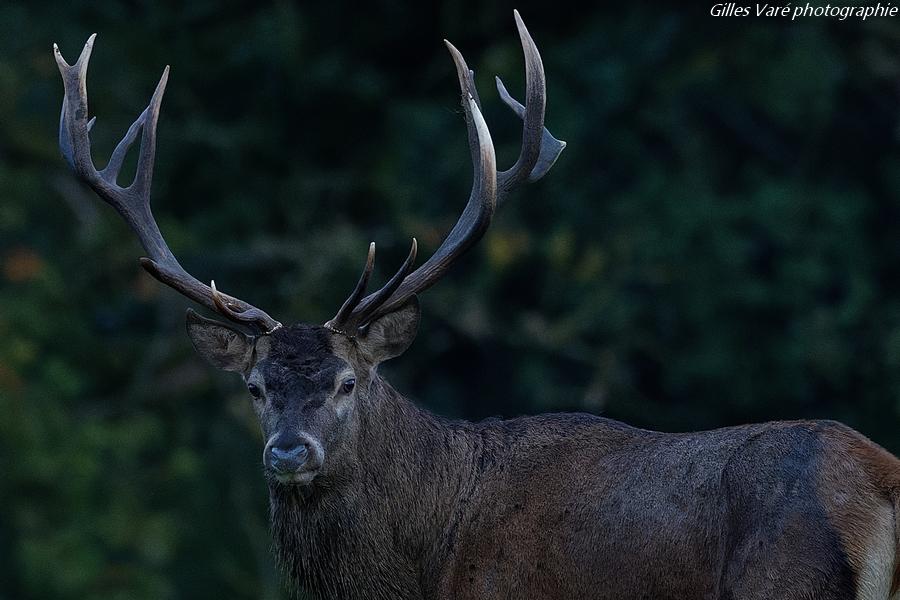 Cerf élaphe