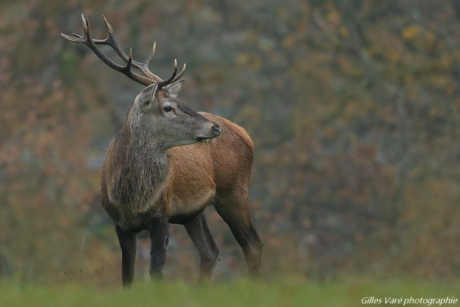 Cerf élaphe