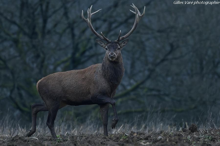 Cerf élaphe