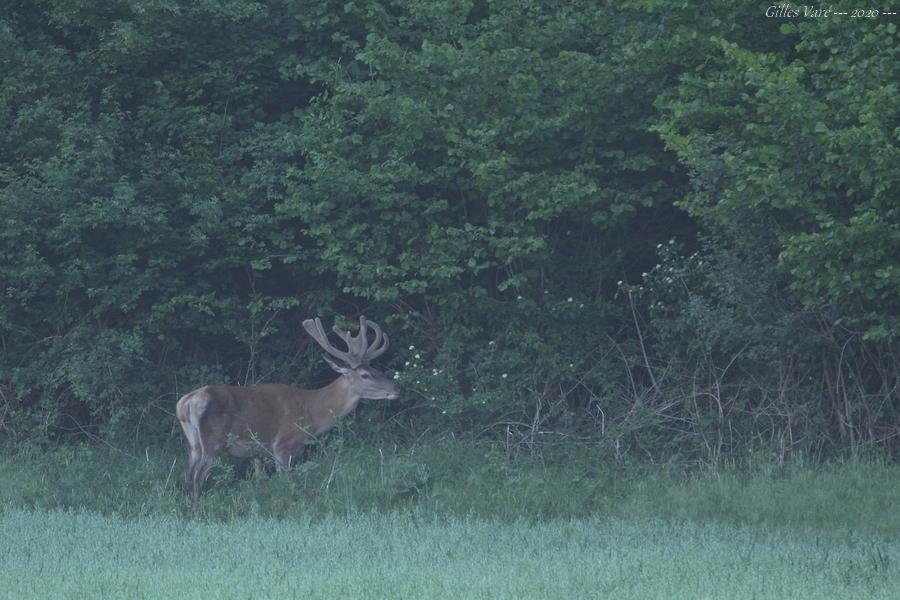 Cerf élaphe