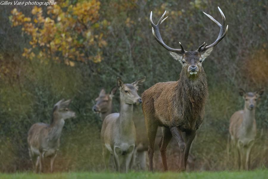 Cerf élaphe