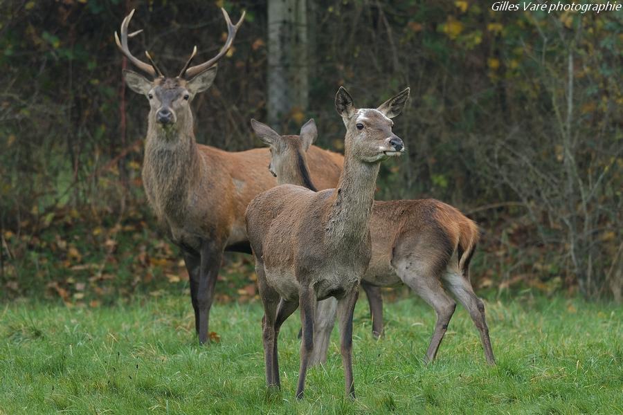 Cerf élaphe