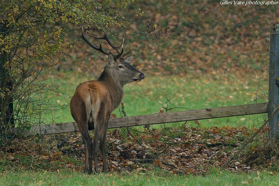 Cerf élaphe