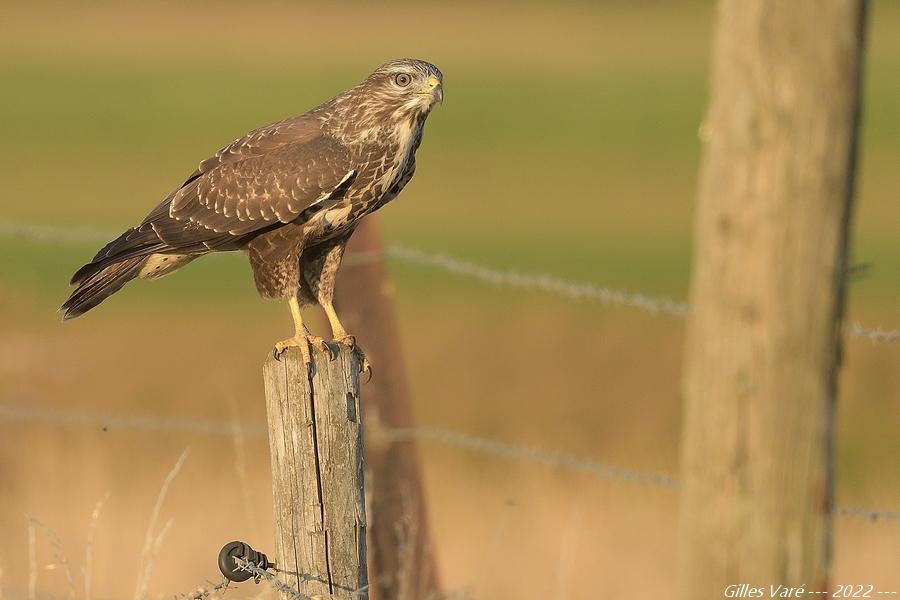 Buse variable