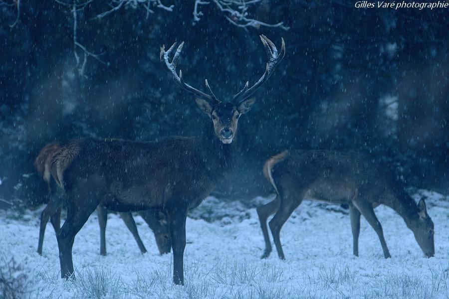 Cerf élaphe