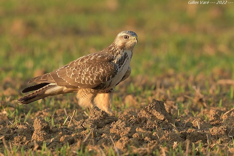 Buse variable