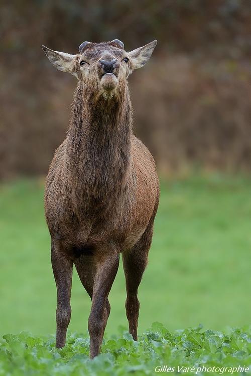 Cerf élaphe