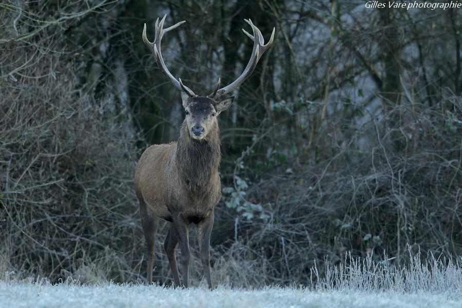 Cerf élaphe