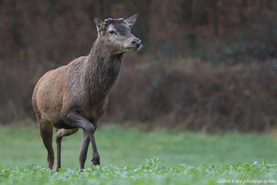 Cerf élaphe