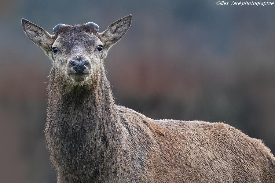 Cerf élaphe