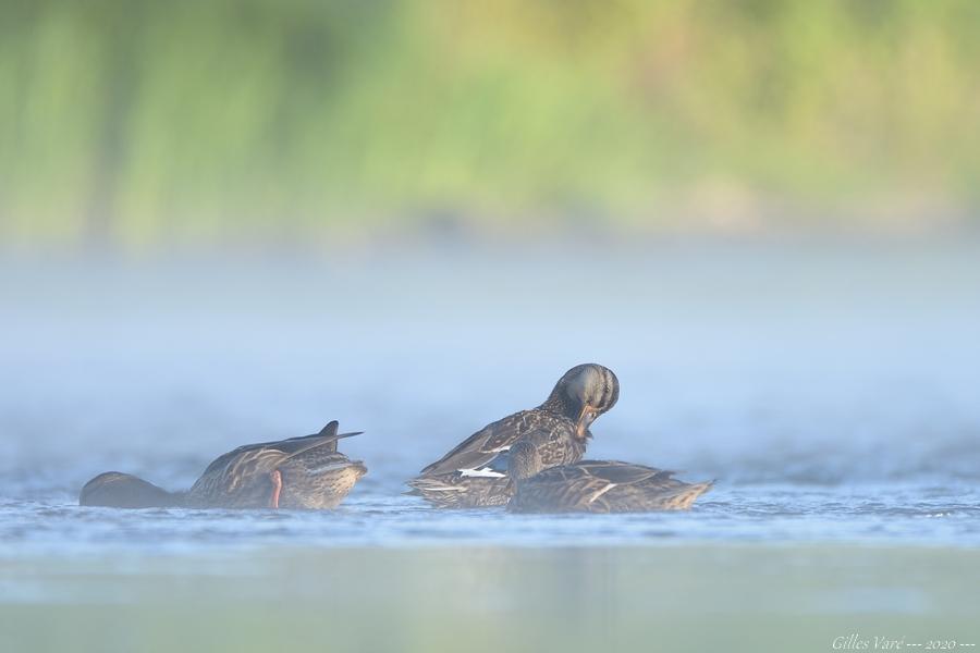 Canards