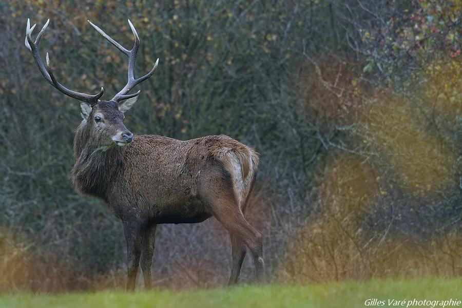 Cerf élaphe