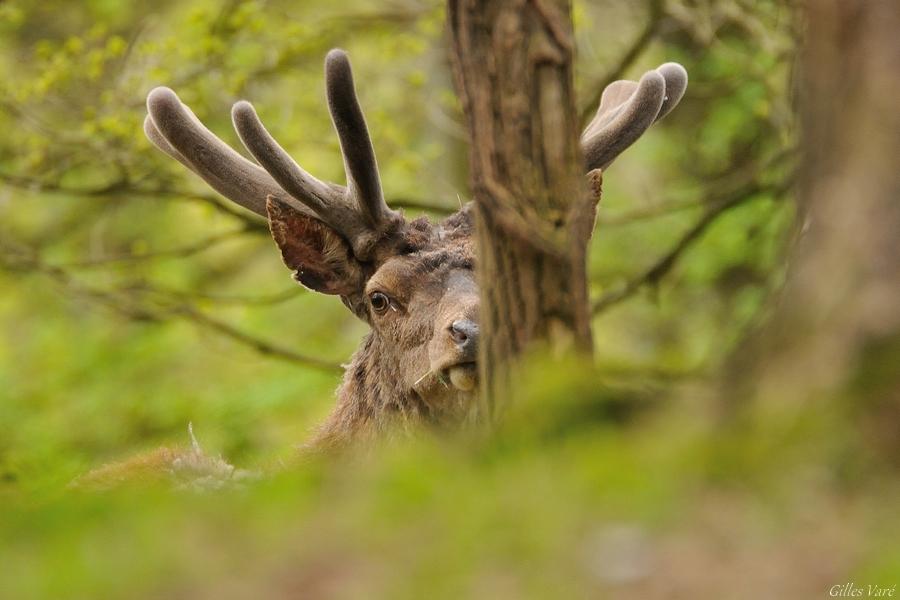 Cerf élaphe